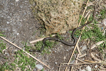 Close up of a snake in grass