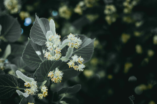 Branche  d'un tilleul en fleurs - Plantes m&eacute;dicinales