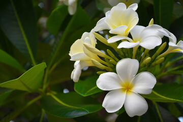 Plumeria flowers with blurred green leaves background.