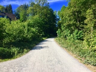 Waldweg mit grünen Bäumen 