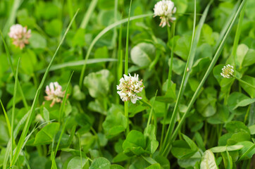 clover flowers with green foliage 2