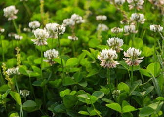 clover flowers with green foliage