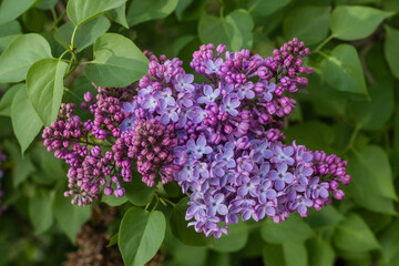 Obraz premium Spring branches of blooming lilac