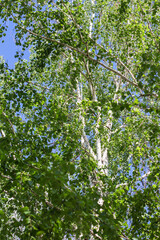 Beautiful birch trees in a birch grove