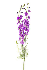 beautiful meadow flowers isolated