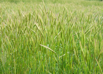 spikelets of grass in the sun 4
