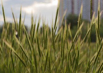 spikelets of grass in the sun