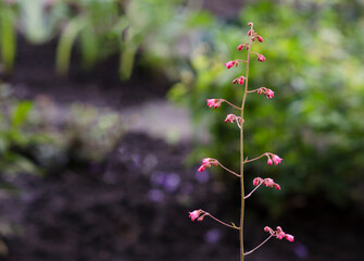 unblown plants with red flowers