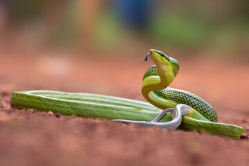 The red-tailed green ratsnake 
