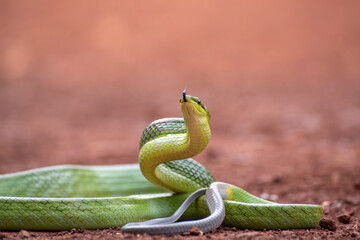 The red-tailed green ratsnake 