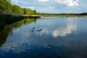 ducks on the Echo lake in Zwierzyniec, Roztocze National Park, Poland