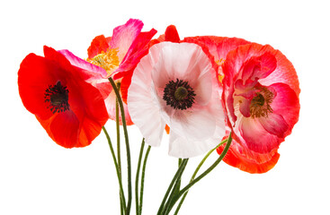 bouquet of poppies isolated