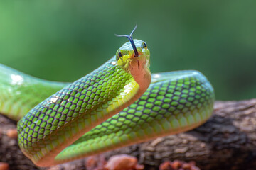 The red-tailed green ratsnake 