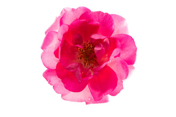 rose flower isolated