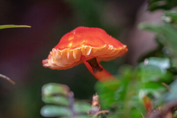 Close up to the beautiful red mushroom in the forest of borneo sabah.