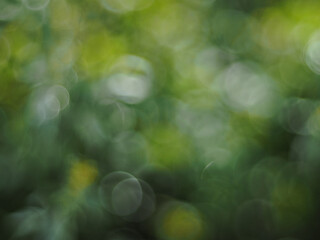Bright green circles, abstract bokeh background.