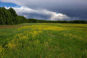 Fototapeta na wymiar field of bright yellow rapeseed in cloudy weather