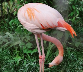 Flamingo Phoenicopterus