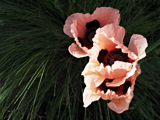 Large pink poppies in the spring garden.	

