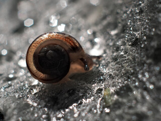 Small snail on a green leaf  in the light of the sun