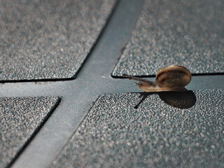 Snail at the green crossroads