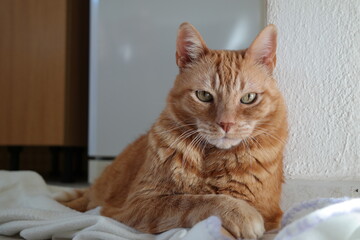 Il gatto Garfield