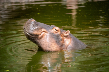 hippopotamus in water