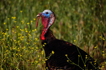 Turkey