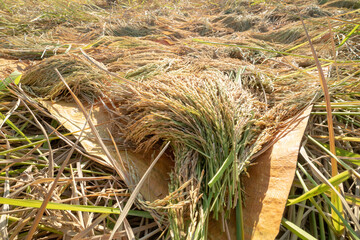 Fototapeta na wymiar padi harvest by a farmer in borneo sabah.