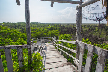 Fototapeta na wymiar puente de madera en selva de yucatan
