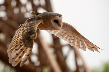 close up of a owl