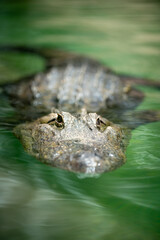 alligator in the swamp