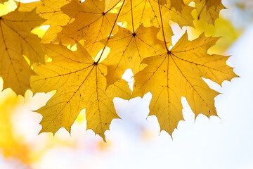 Close up of bright yellow and red maple leaves on fall tree branches with vibrant blurred background in autumn park.