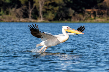 Fototapeta na wymiar Great white pelican takes off from the blue waters of Lake Naivasha, Kenya.