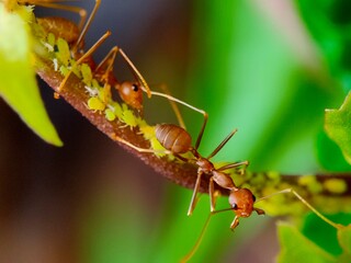 Colony ants on a leaf background 