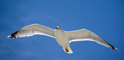 Möwe im Gleitflug