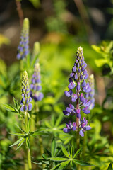 lupine flowers in the garden
