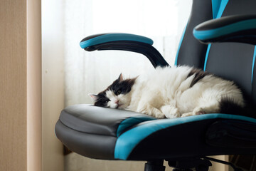 Fluffy black and white cat sleeps on a gaming chair on a window background.
