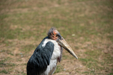 white stork ciconia