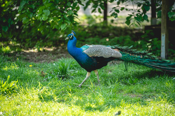 Peacock close up.