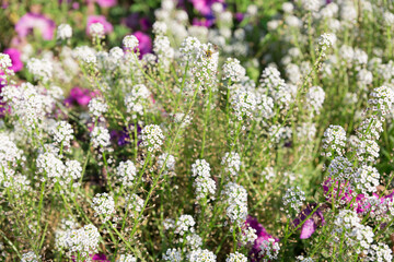 Many small inflorescences of white flowers in the flowerbed.