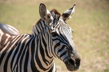 Close up shot of a zebra.