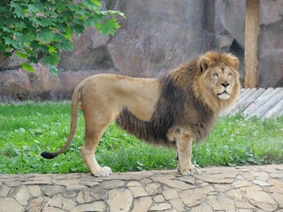Leo lion