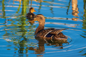 A brood of ducks swims across the lake. Photographed close-up.