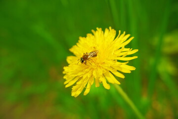 bee on a plantain flower (Plantago)