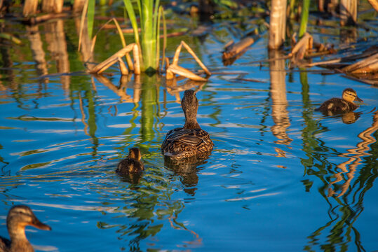 A brood of ducks swims across the lake. Photographed close-up.