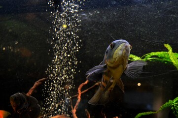 fish in the aquarium