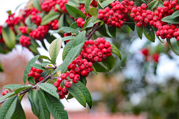 Many bunches of ripe red autumn berries on the tree