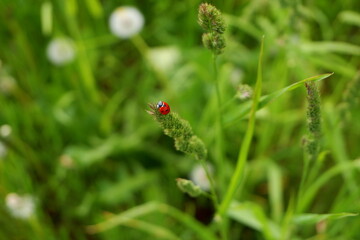 ladybug (Coccinella septempunctata) on a green blade of grass