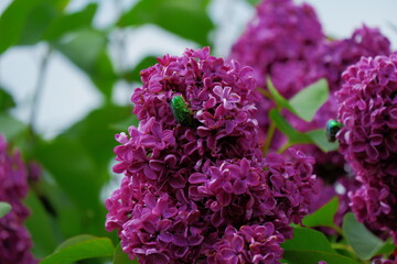 Cetonia aurata on the blooming lilac